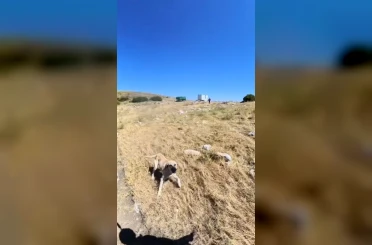 Aladağlar’da BASE Jump sporcusuna çoban köpekleri saldırdı 