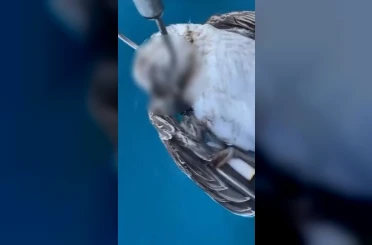 Alanya açıklarında ağzına kanca takılan martı telef oldu 