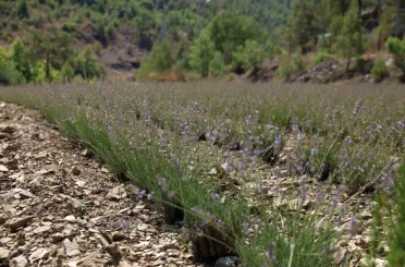 Alanya Belediyesi’nin lavanta bahçesinde ilk hasat yapıldı 