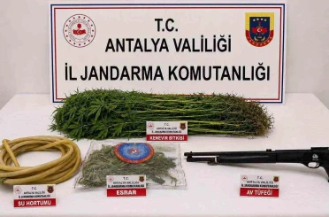 Alanya’da 120 kök kenevir ele geçirildi