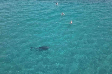 Alanya’da kıyıya yaklaşan yunus turistlerle yüzdü 