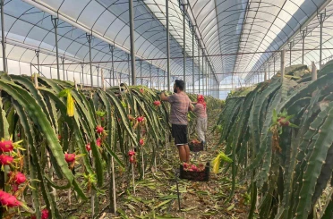 Alanya’da seralarda ejder meyvesi hasadı başladı 