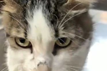 Alanya’da yaralı kediye çene ameliyatı 