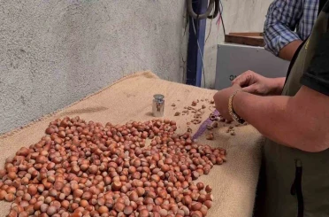 Alaplı’da fındık hasat tarihleri belli oldu 