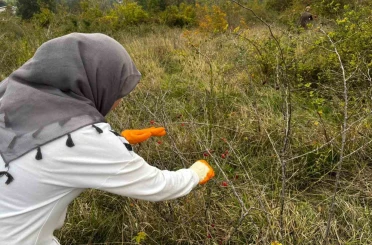 Alaplı’da kuşburnu hasadı başladı 