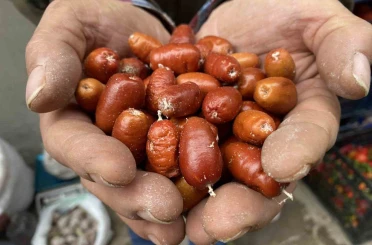 Alaşehir’de iğde ağaçlarının sayısı her geçen gün azalıyor 