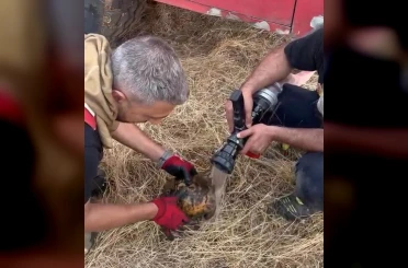 Alevler arasında kalan kaplumbağaya itfaiye ekibinden müdahale 
