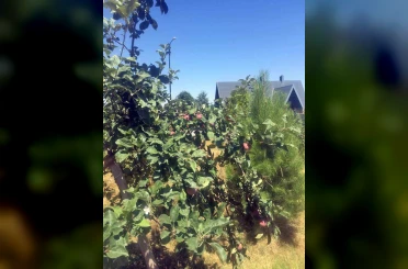 Ali Dağı’nda elma ağacı hem meyve verdi hem çiçeğe durdu 