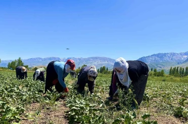 Alın teri 40 derecede toprağa karışıyor 