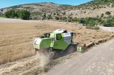 Altıeylül’ün bereketli topraklarında hasat başladı 