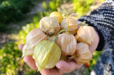 Altın Çilek bereketi pazar tezgahına yansıdı 