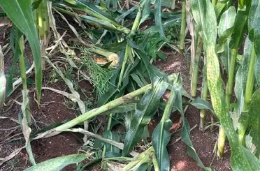 Altun’dan yaban domuzu uyarısı
