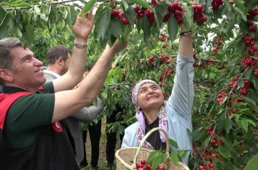 Amasya’da dalları kiraz bastı, bu yıl 50 bin ton rekolte bekleniyor 