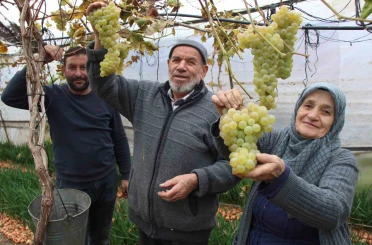 Amasyalı Feruziye nine serada kışın üzüm yetiştirip satıyor 