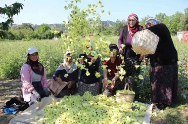 Amasya’nın tescilli çiçek bamyası altın değerinde: "Hızır’ın cebinden düşmüş, topla topla bitmiyor"
