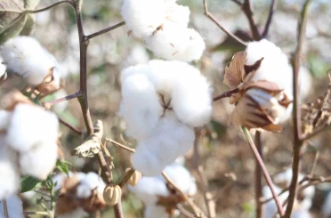 Amik Ovası’nda beyaz altın pamukta 140 bin ton rekolte bekleniyor