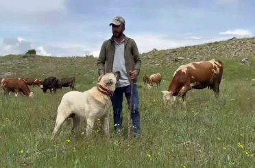 Anadolu aslanları domuz sürüsünü oyuna getirdi 