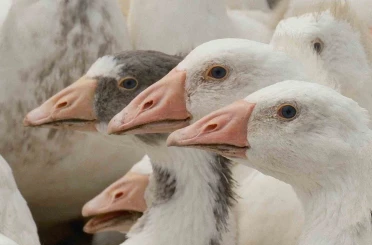 Anadolu kazına "milli kimlik": Anne hattı Yozgat, baba hattı Bandırma 