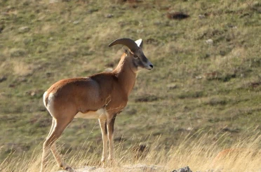 Anadolu Yaban Koyunu’nun üretimi devam ediyor 