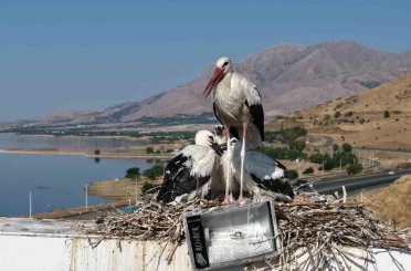 Anadolu’da leyleklerin göç hazırlığı 