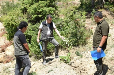 Andırın’da gelir getirici ağaçlandırma çalışmaları sürüyor 