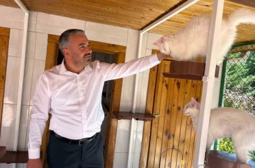 Ankara kedileri 27 ülkede 7 gün 24 saat canlı izlenebiliyor 