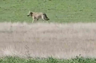 Ankara’da aç kalan kurtlar tarlalara indi 