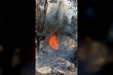 Ankara’da ağaçlık alanda çıkan yangın söndürüldü 