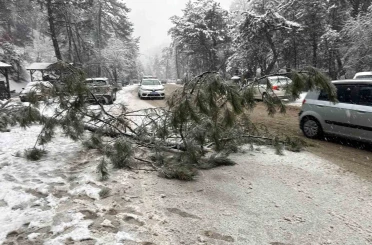 Ankara’da karın ağırlığına dayanamayan çam ağacı devrildi 