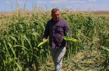 Ankara’da mısır hasadı başladı 