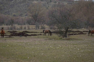 Ankara’da yılkı atları havadan görüntülendi 
