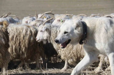Ankara’nın kadim değeri tiftik keçisi yeniden gözde: Ayaş’ta 3 bin baş yetiştiriliyor 