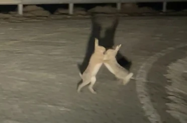 Anlaşamayan tavşanlar birbirine girdi 