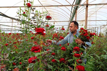 Anneler günü fırsatçıları iş başında: Üreticiden 20 TL’ye çıkan gül annelere 150 -200 TL’ye ulaşıyor 