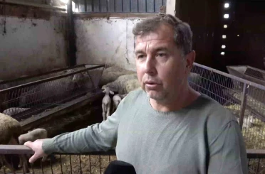 Annesi ve kardeşleri ölen kuzunun yürek burkan hikayesi