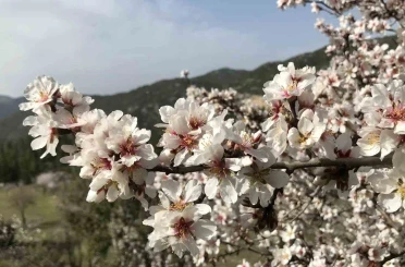 Antalya’da badem ağaçları çiçek açtı, doğada renk cümbüşü yaşanıyor 