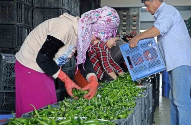 Antalya’da Eylül’de sebze miktarı yüzde 10 arttı 