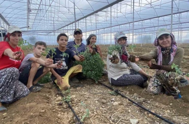 Antalya’da güzlük fide dikimleri başladı 