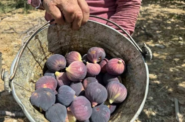 Antalya’da siyah incir hasadında sona gelindi 