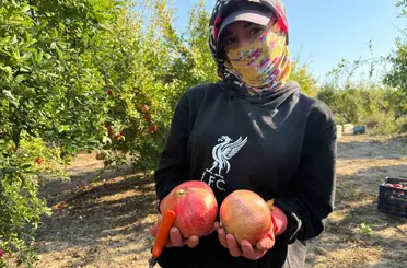 Antalya’da yağmur uyarıları nar hasadını öne çekti: Tarlada kilosu 15-30 lira arasında