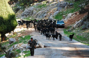 Antalya’da Yörüklerin 4 aydır kaldıkları yaylalardan dönüşleri başladı
