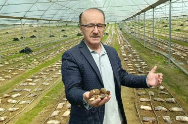 Antalyalı ziraat mühendisi serada kuzugöbeği mantarı üretimine başladı 