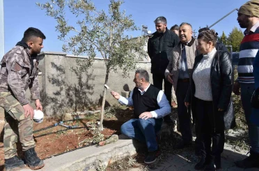 Antep fıstığı ve zeytin üreticilerine budama eğitimi 