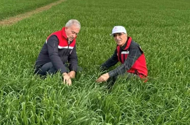 Araban Ovası’nda etkili olan yağışların buğday ve arpa ekili alanlara zararı incelendi 
