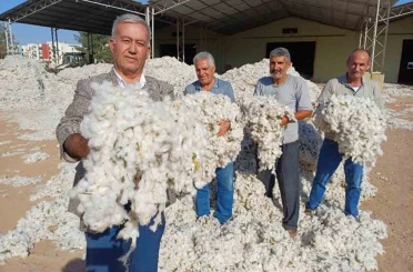 Araban Ovası’nda makinalı pamuk hasadı buruk başladı 