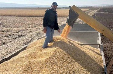 Araban Ovası’nda mısır hasadına başlandı 