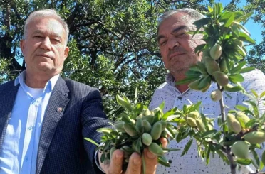 Araban’ın yerli badem çağlası sofralarda yerini aldı 
