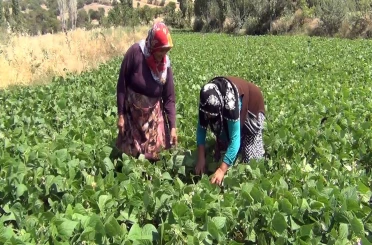 Aracı yok, doğallık var: Çiftçi hem üretiyor hem satıyor 