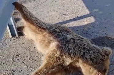 Aracın çarptığı ayı telef oldu 