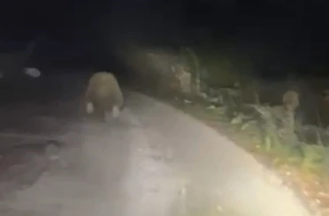 Aracın ışıklarından korkan ayı böyle kaçtı 